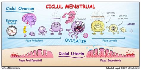 faza foliculara|Cele 4 faze ale ciclului menstrual: ce se întâmplă cu。